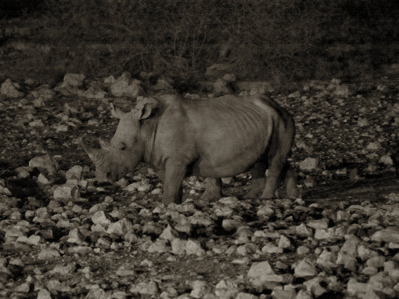 Okaukuejo, White Rhinoceros
